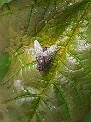 Diptera