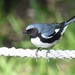 Black-throated Blue Warbler - Photo (c) Oliver Burrus, some rights reserved (CC BY-NC-SA), uploaded by Oliver Burrus