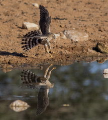 Micronisus gabar gabar