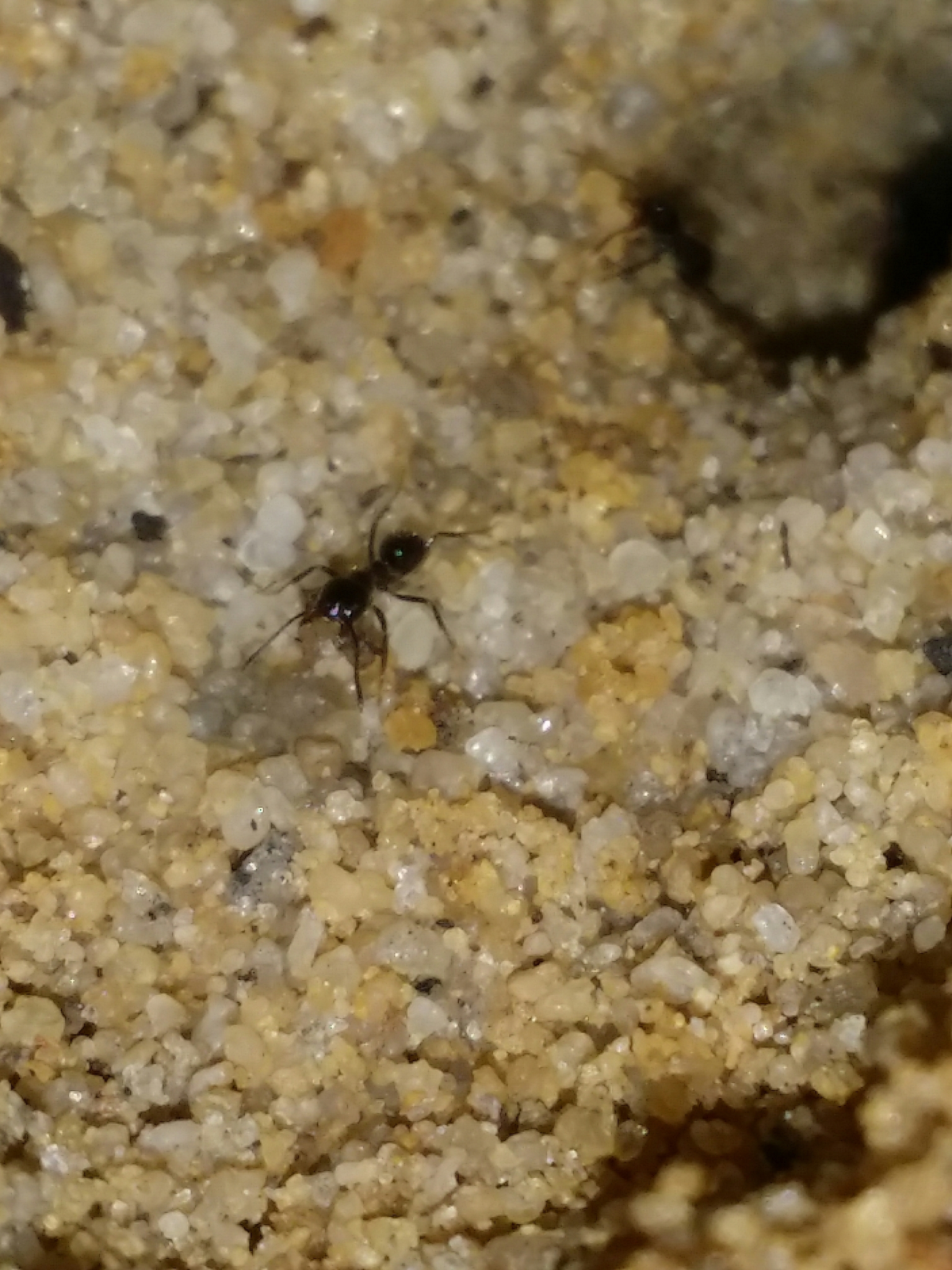 Anonychomyrma itinerans