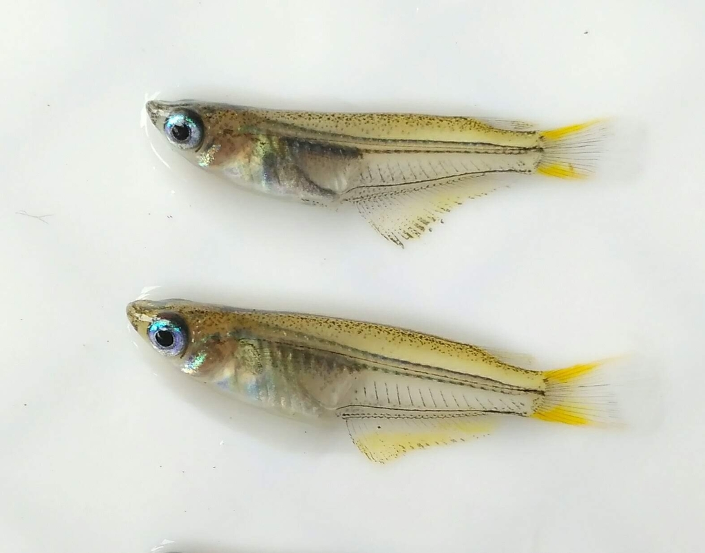 Javan Ricefish