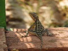 Psammophilus dorsalis