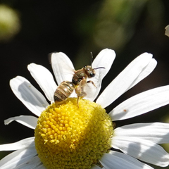 Halictus confusus