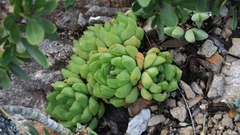 Haworthia cymbiformis