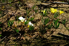 Oxalis flava