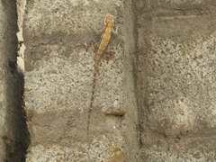 Psammophilus dorsalis