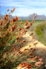 Willdenowia incurvata