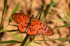 Acraea atergatis