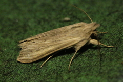 Cucullia umbratica