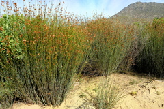 Willdenowia incurvata