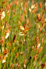 Willdenowia incurvata