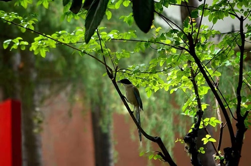 Azure-winged Magpie