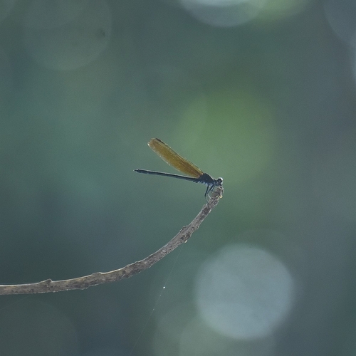 Photo of black torrent dart (Dysphaea ethela)