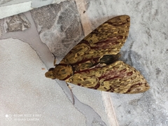 Lepidoptera
