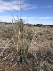 Hesperostipa comata