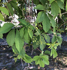 Parthenocissus quinquefolia