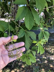 Parthenocissus quinquefolia