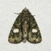 Spotted Phosphila Moth - Photo (c) Royal Tyler, some rights reserved (CC BY-NC-SA), uploaded by Royal Tyler