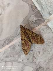 Lepidoptera