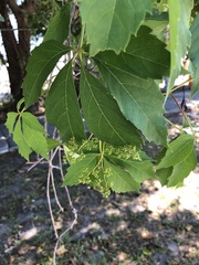 Parthenocissus quinquefolia