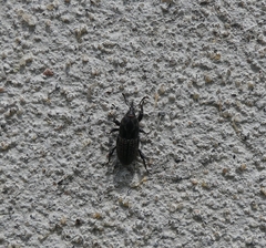 Sphenophorus zeae
