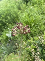 Asclepias amplexicaulis