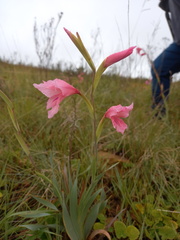 Gladiolus ochroleucus