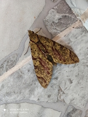 Lepidoptera