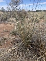 Hesperostipa comata