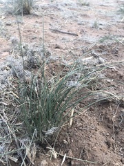 Hesperostipa comata