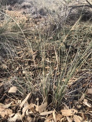 Hesperostipa comata