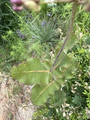 Asclepias amplexicaulis
