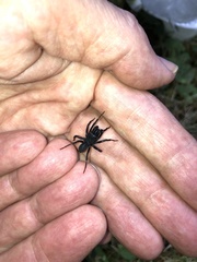 Sphodros atlanticus