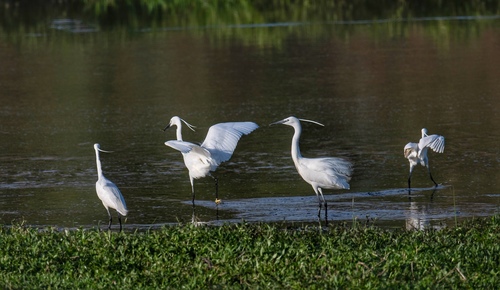 Little Egret