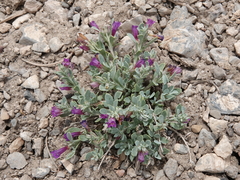 Penstemon thompsoniae thompsoniae