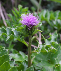 Cirsium maritimum