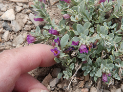 Penstemon thompsoniae thompsoniae