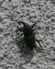 Sphenophorus zeae