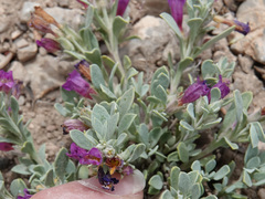 Penstemon thompsoniae thompsoniae