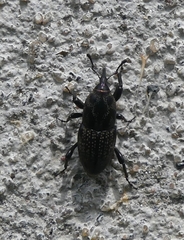 Sphenophorus zeae