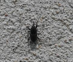 Sphenophorus zeae