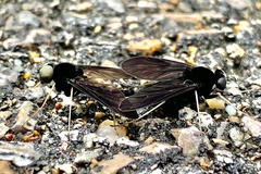 Chrysopilus velutinus