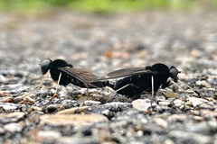 Chrysopilus velutinus