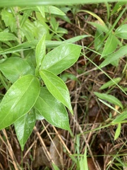 Vincetoxicum rossicum