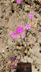 Saltugilia splendens