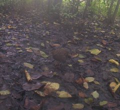 Pternistis ahantensis