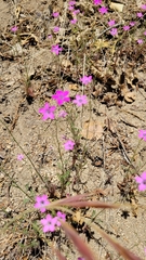 Saltugilia splendens