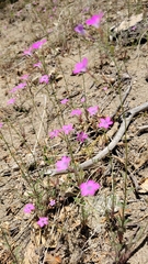 Saltugilia splendens