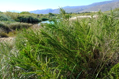 Cliffortia strobilifera