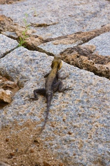 Psammophilus dorsalis